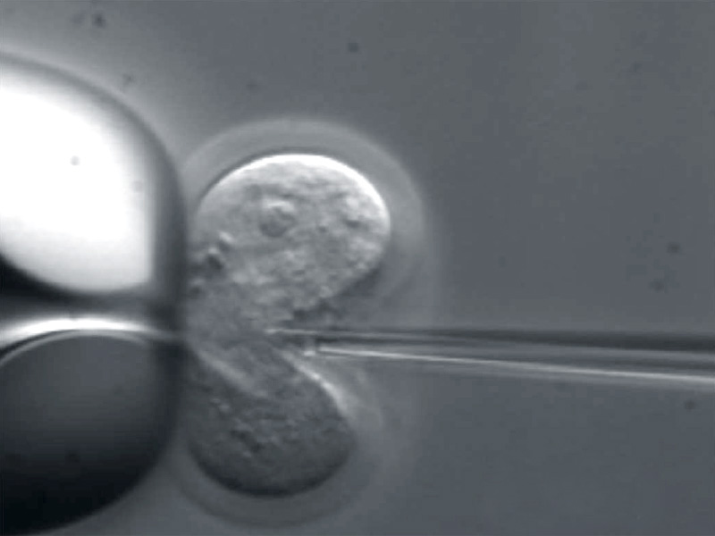 Femto Tools Application Mechano Biology